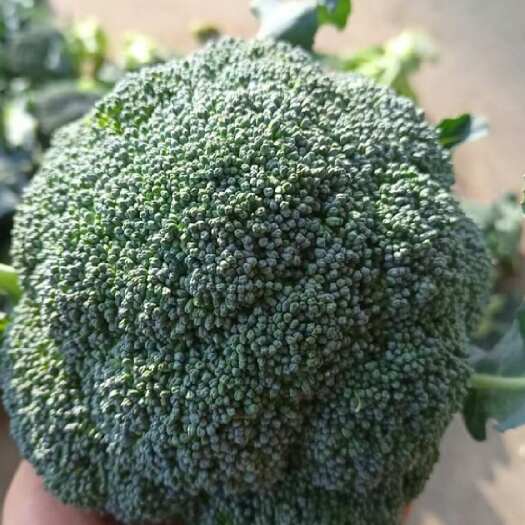 扶沟县西蓝花