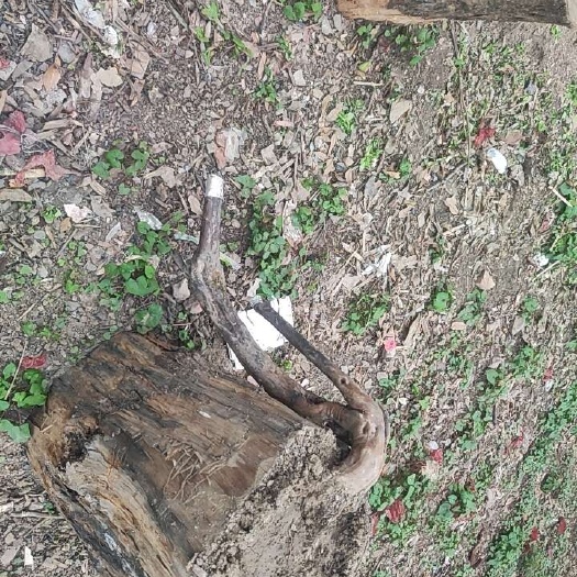 安顺雀梅桩
