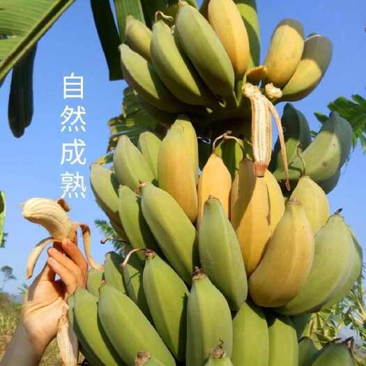 腾冲市云南腾冲 野生芭蕉 小米蕉新鲜水果包邮 非香蕉天然