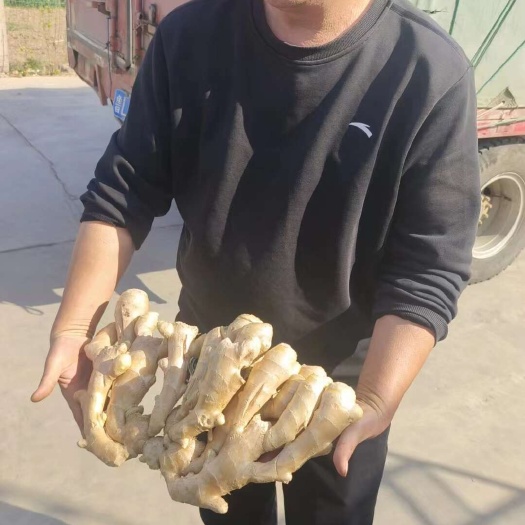 莒县《实力》小黄姜产地直供 版型好 颜色正 味道足，耐储存 真实