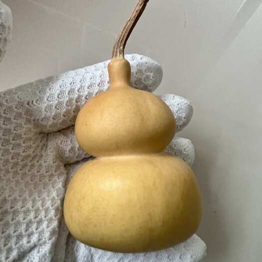 聊城钱袋葫芦