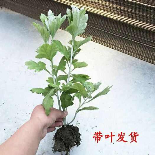 镇平县宛艾9号艾草苗基地和科研院校合作品种艾苗大量供应