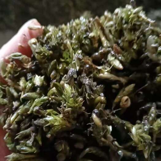 荆州金鱼藻，黑藻
