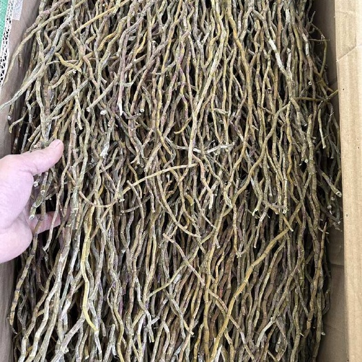 昆明云南铁皮石斛理条现货批发底面一样