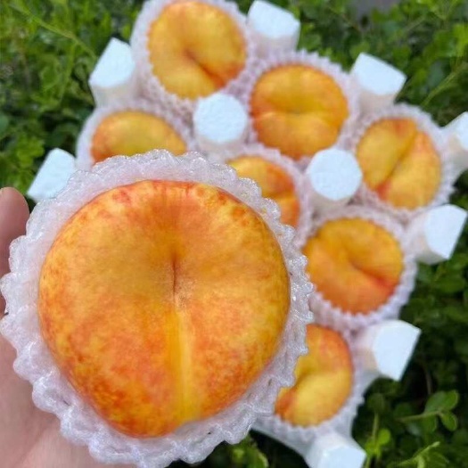 蒙阴县蒙阴黄桃蜜桃奶油蟠桃蜜桃油桃一件代发代卖批发