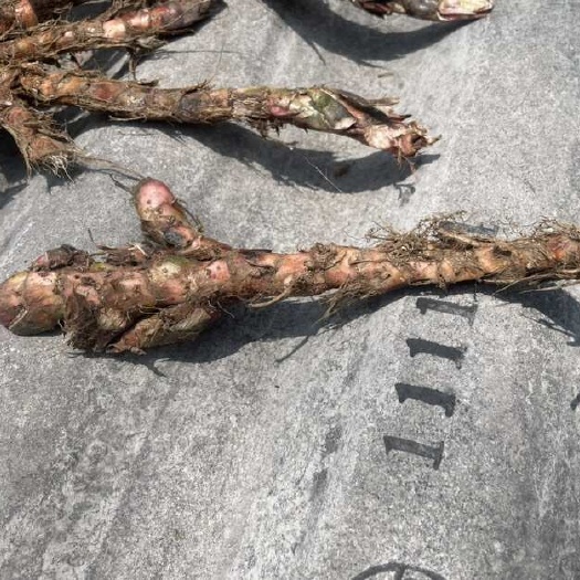 融水县广西柳州融水苗族自治县优质中药材石菖蒲根茎批发
