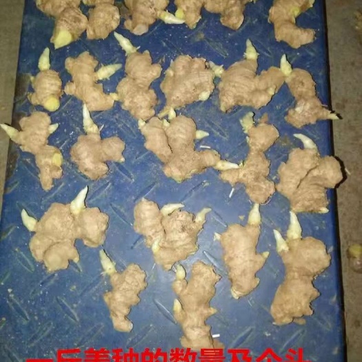 沂南县【诚信商家】山农一号优产姜种 适应力强 耐储存 技术指导
