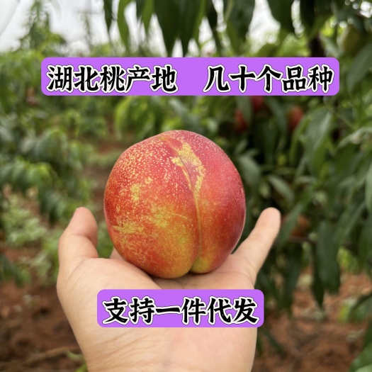 【湖北桃产地】油桃 毛桃 水蜜桃 黄桃 蟠桃 血桃  量大