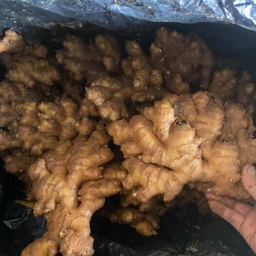 盘州市贵州黄姜    需要什么样的货都有