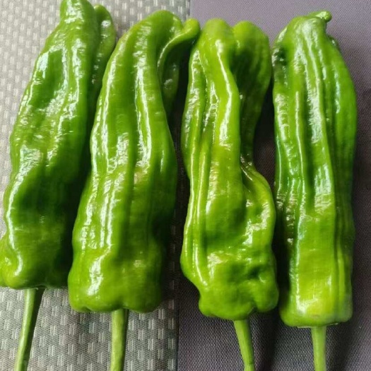 芜湖应季新鲜蔬菜现采辣椒云南微辣螺丝椒皮薄肉厚新鲜青辣椒批发