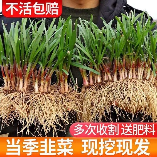 韭菜根，韭菜，宽叶韭菜，蔬菜