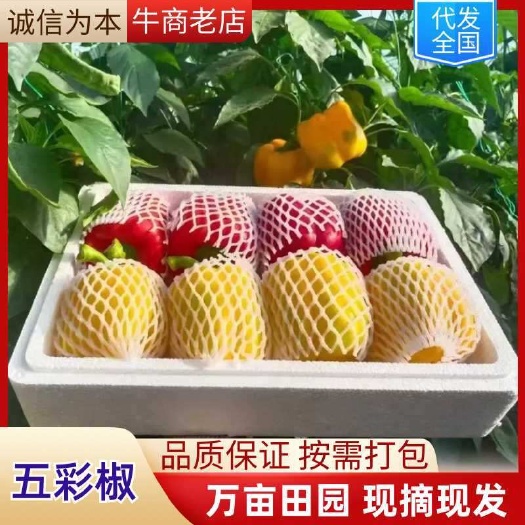 昌乐县山东五彩甜椒基地直发品质保证货源充足全国发货常年有货