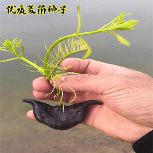 沭阳县菱角种子  （包邮）菱角种苗两角大菱角净化地塘
菱角苗