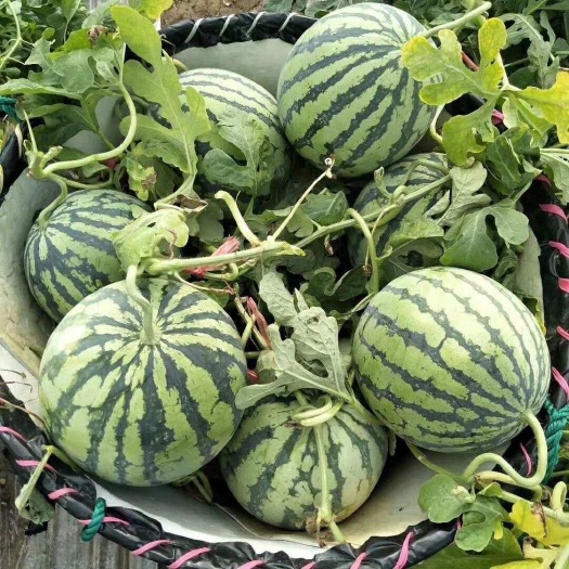 有籽无籽麒麟瓜，美都西瓜，脆甜爽口