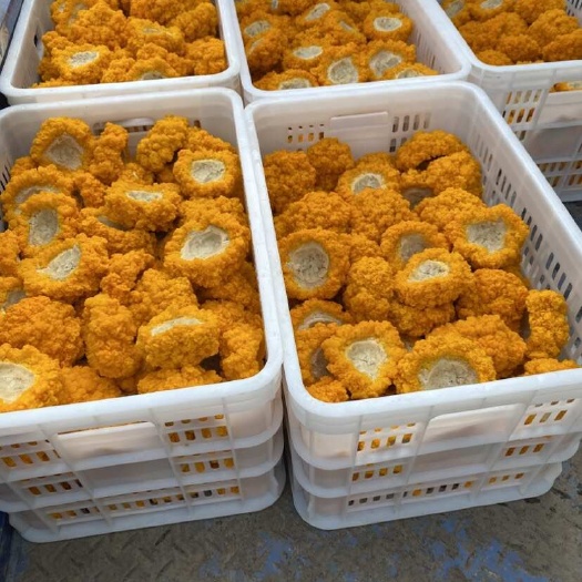 沈阳金耳菌#源头种植厂家