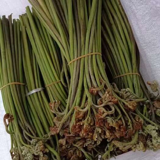 威宁县蕨菜