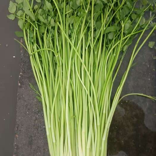 太仓市水芹菜