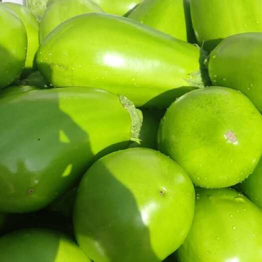 滑县精品大棚茄子