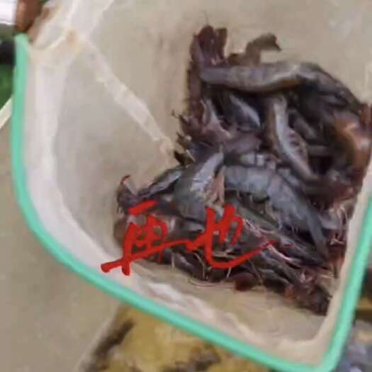 余庆县贵州本地工厂化养殖南美白对虾