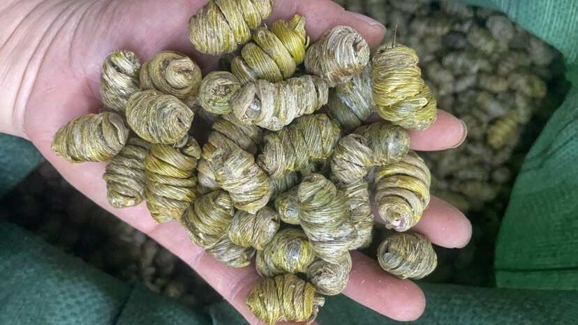 云南紫皮枫斗大货批发