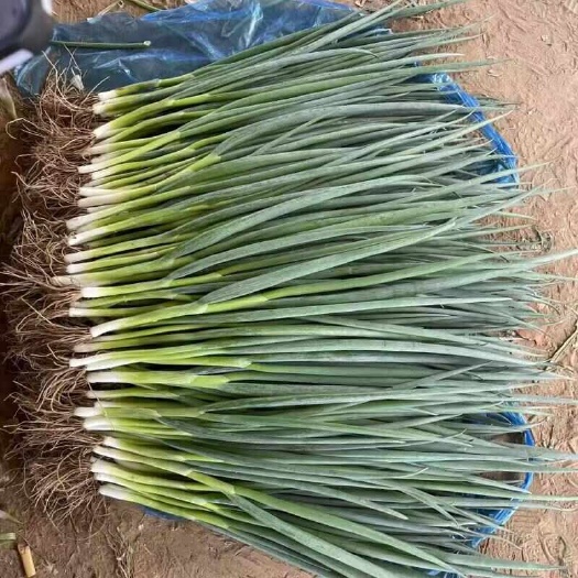 博爱县河南小葱，四季小葱，基地直供，视频看货，线上保障交易
