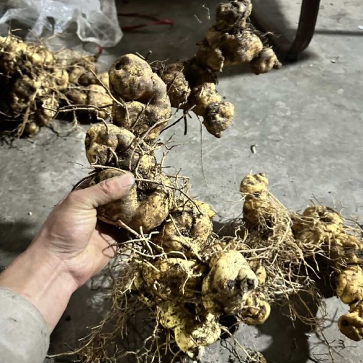 甜口红花大货滇黄精，做九蒸九晒佼佼者需要的老板来  大量供应