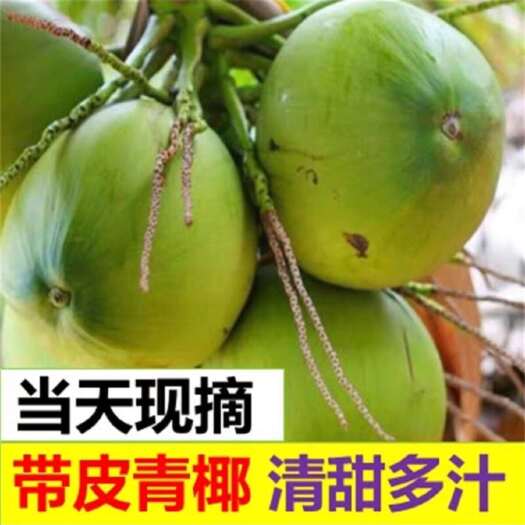 海口海南特产、椰子、带皮椰青，文昌椰子批发