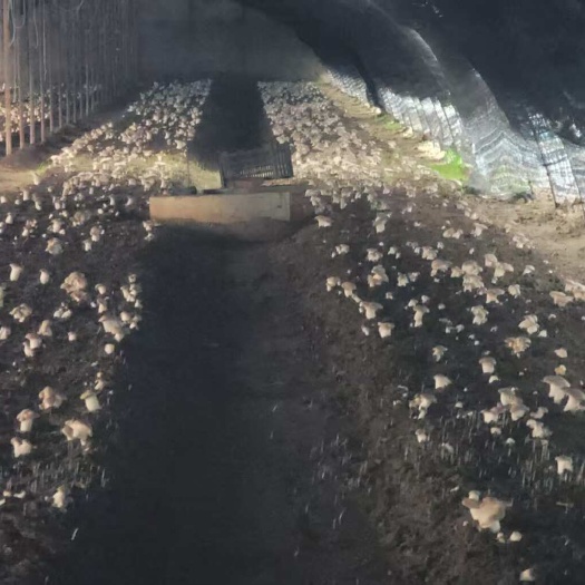 大石桥市辽宁营口新鲜灵芝菇批发 优质食用菌基地直供