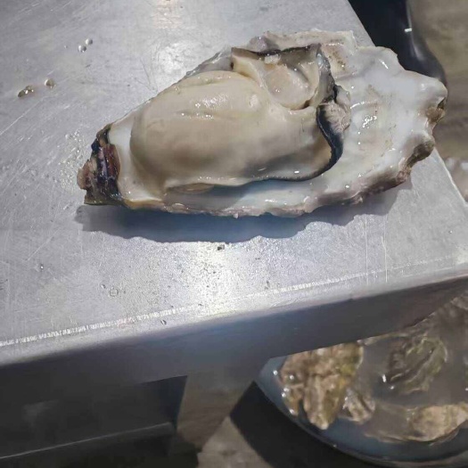 生蚝牡蛎二倍体