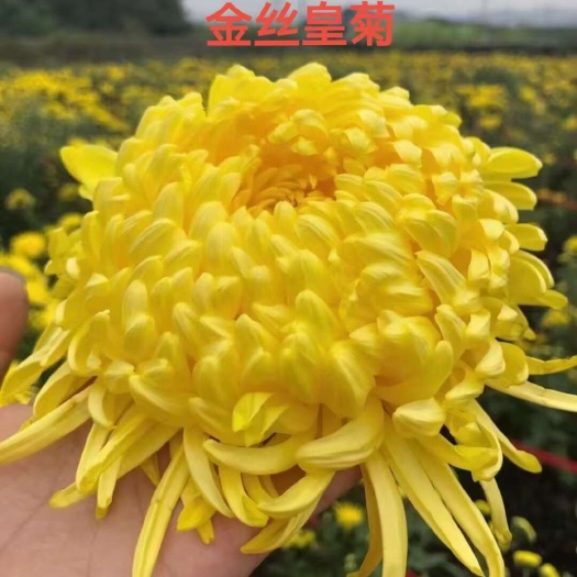 亳州金丝皇菊，贡菊，七月菊，杭白菊，苏北菊，婺源，
