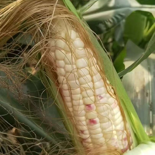 合浦县花糯玉米