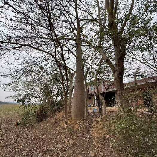 来宾自有基地大量供应绿化工程苗木：大腹木棉50-80分，蓝花盈