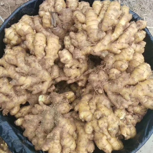 沂南县《诚信》小黄姜产地直供 版型好 颜色正 味道足，耐储存 真实