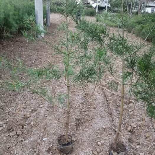天水白皮松