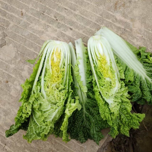 长阳县【推荐】湖北高山精品毛白菜 麻叶青 邹皮白菜 青口白