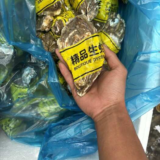 日照5两生蚝