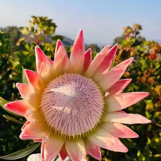 粉帝王白帝王袋苗 精品苗 可用于花束干花 全国各地都可发货