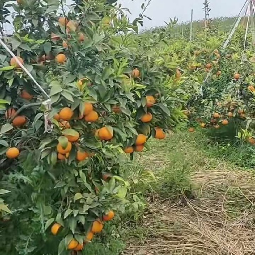 产地大量沃柑上市，质量，价格放心，有须要老板欢迎到地拉