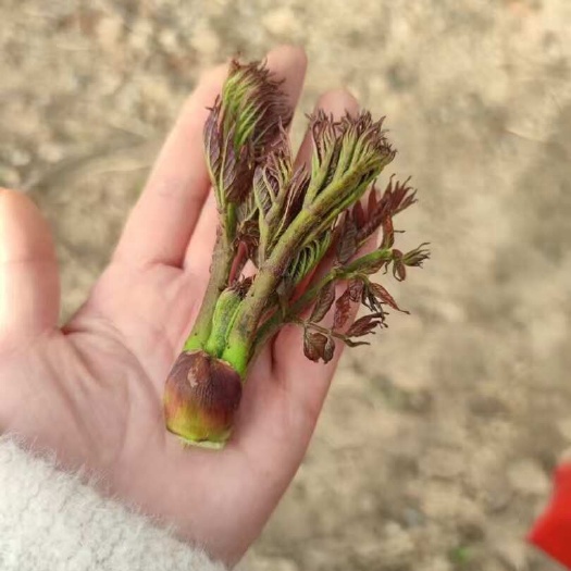 甘肃天水清水县新鲜刺老芽芽苗菜现摘现发天然健康食材