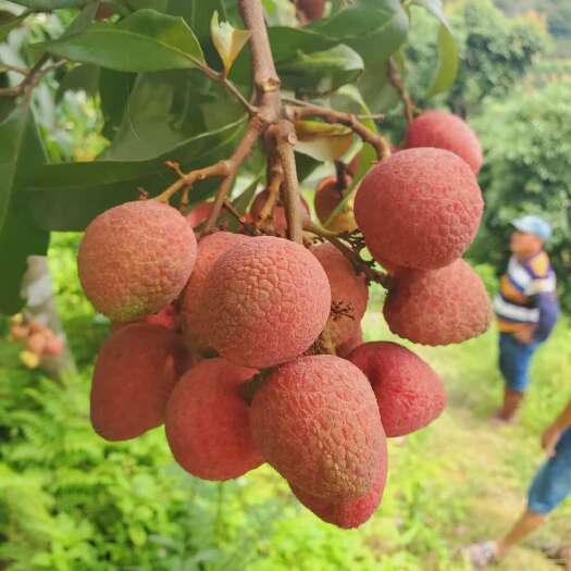灵山县桂花香荔枝新鲜上市