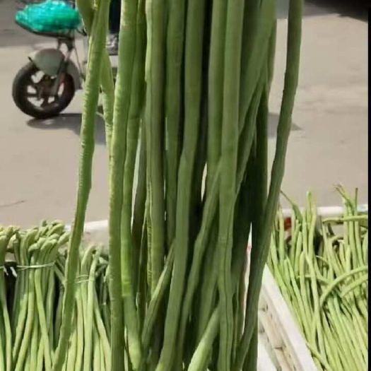 淮安新鲜采摘淮安豆角长缸豆绿色健康蔬，基地直销