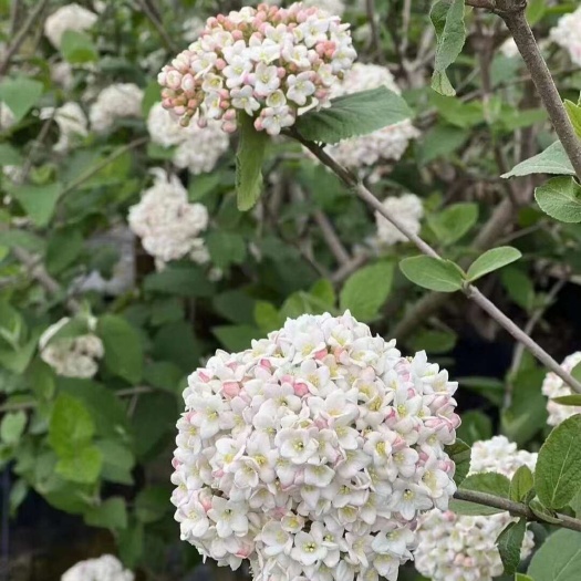 红蕾雪球木绣球袋苗 开花带香味 用于园艺工程绿化 全国都可发