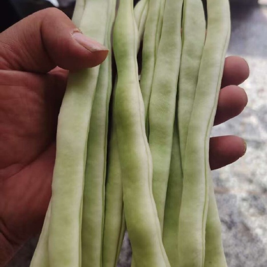 白芸豆，白不老，产地直发