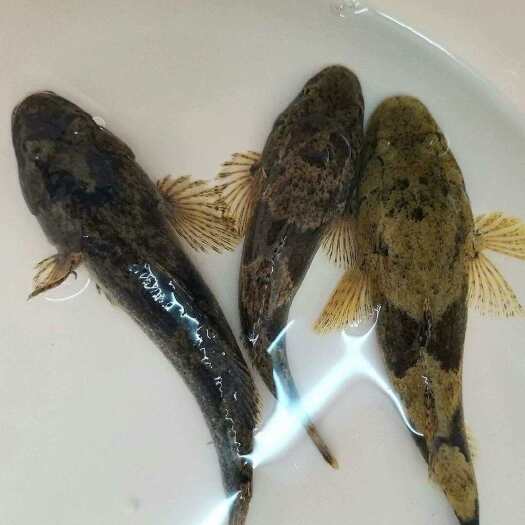 盱眙县水中贵族沙塘鳢鱼苗，目前市场上成品鱼供不应求
