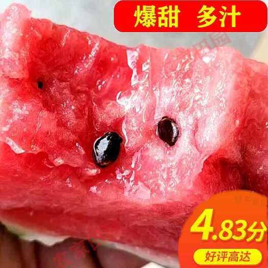 宁波精品8424西瓜 美都 甜王 保质保量 一手货源多退少补