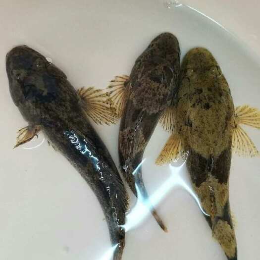盱眙县沙塘鳢鱼苗水中贵族，目前市场上成品鱼供不应求，
