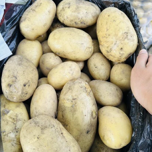 石屏县黄心土豆