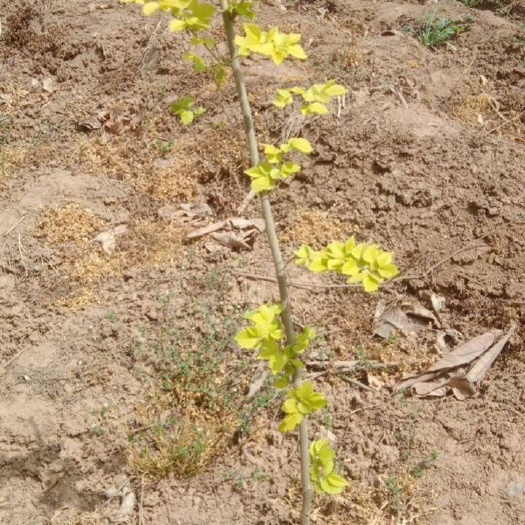 周至县陕西西安周至金叶榆树苗基地直供耐旱易存活园林绿化苗木
