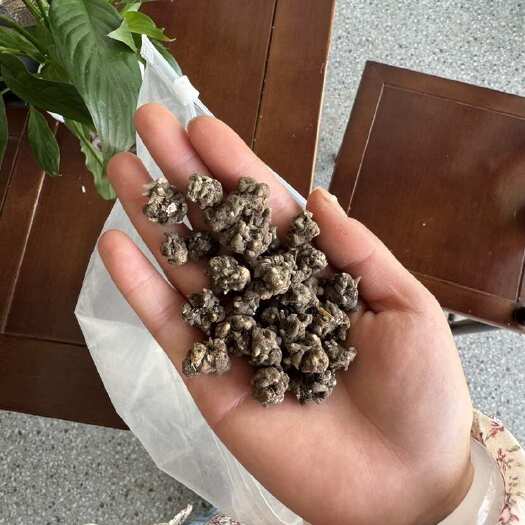 淮滨县猫爪草中药材种植基地直发水洗两遍以上颗粒饱满大小均匀