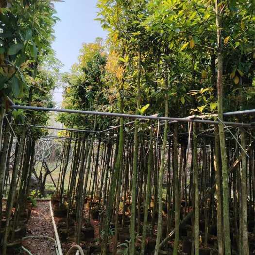 揭阳金丝楠木3-20分，各种规格，大量低价出售